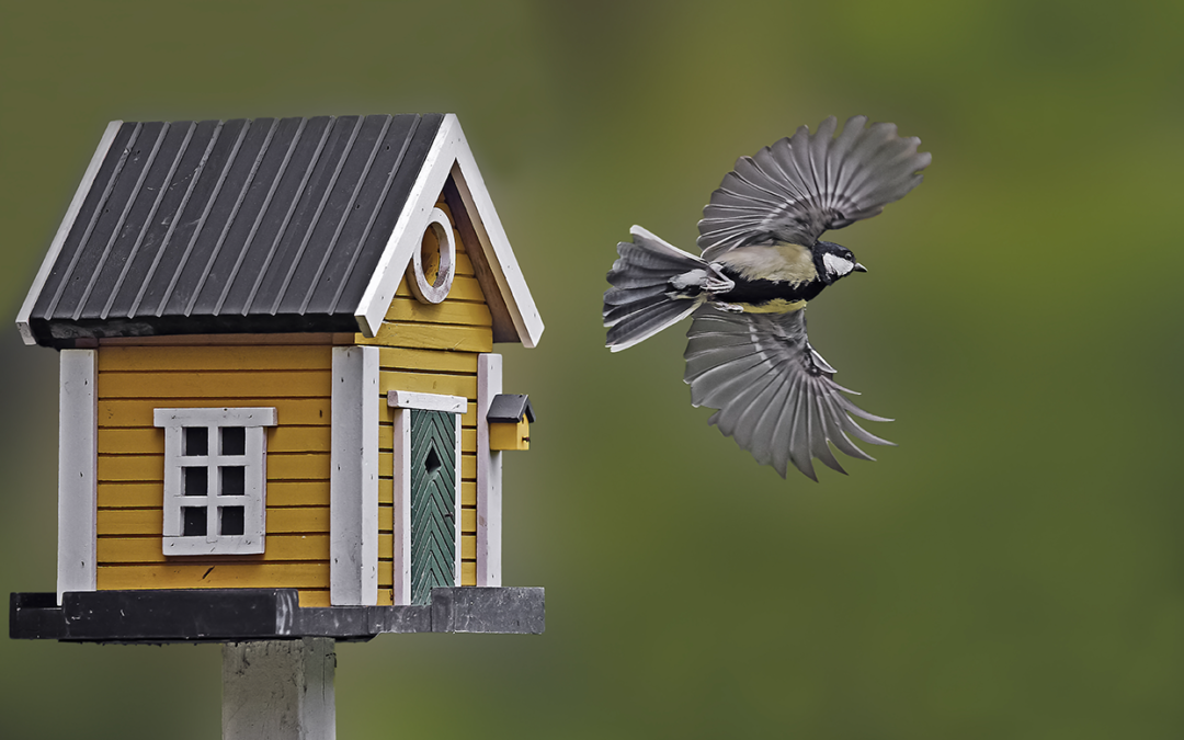 Building a Birdhouse: Innovation That Takes Wing
